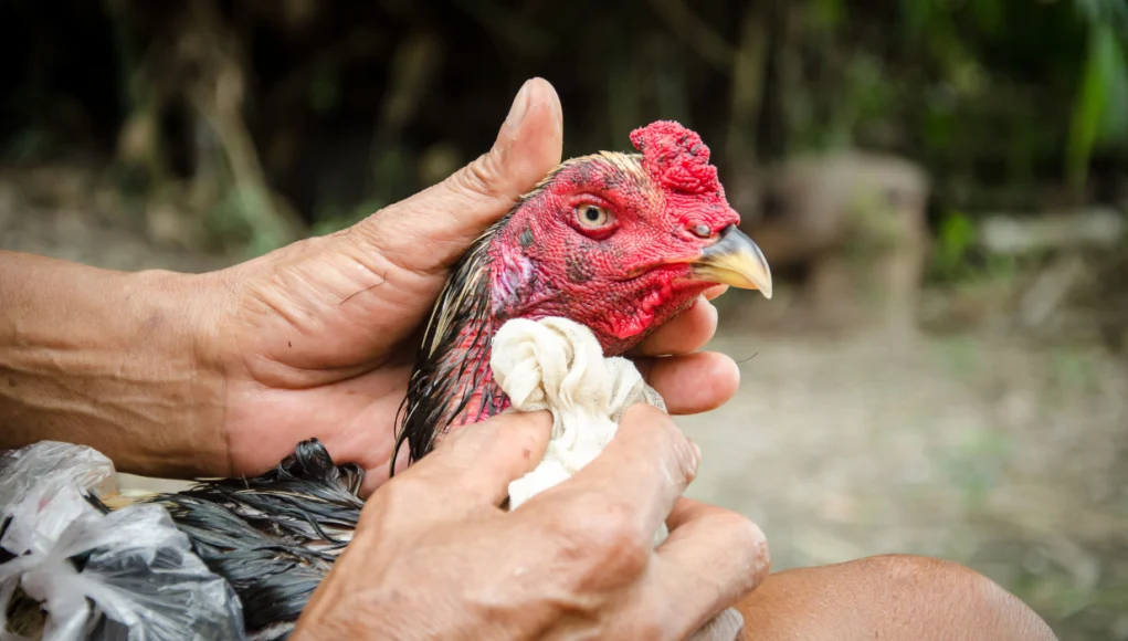 Chicken with wound care