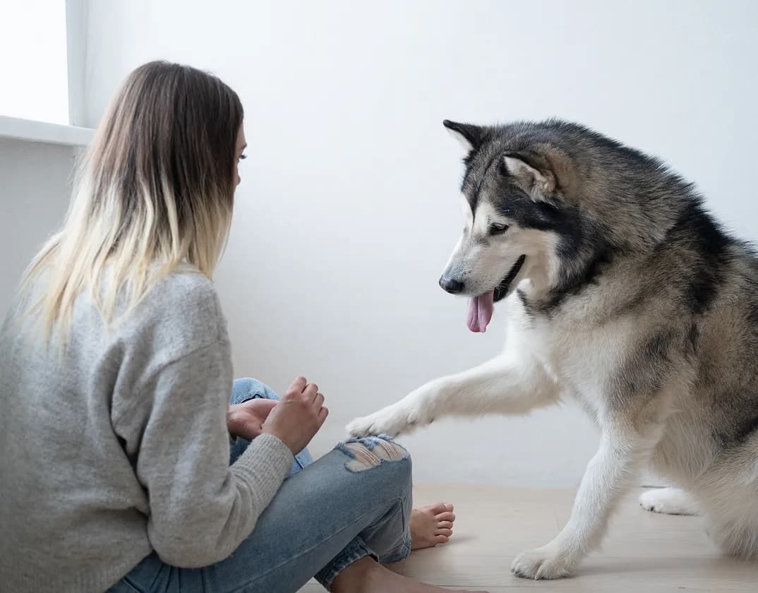 Rimadyl prescription for dog joint pain — TelaVets online vet