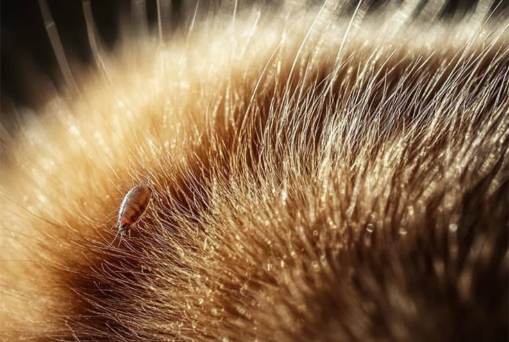 Cat receiving flea comb check during TelaVets parasite consult