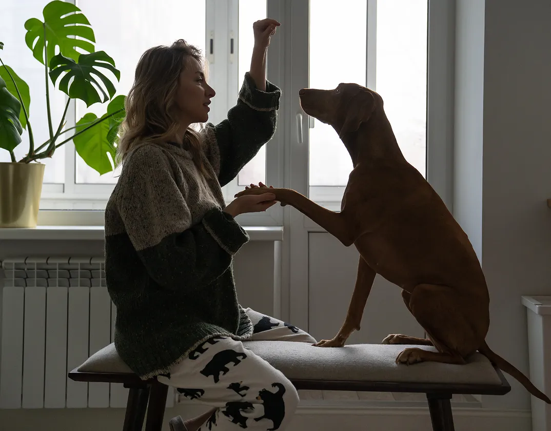 Owner recording dog cough sounds for TelaVets respiratory assessment
