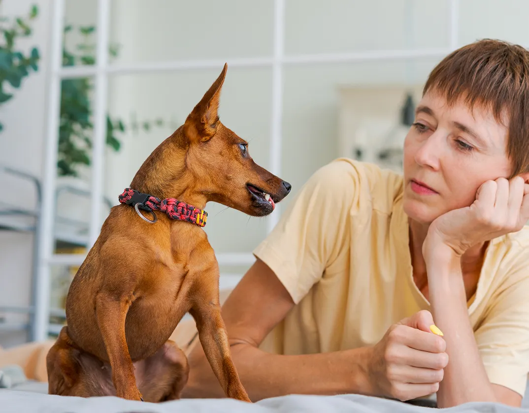 Dog diarrhea — TelaVets online vet consultation