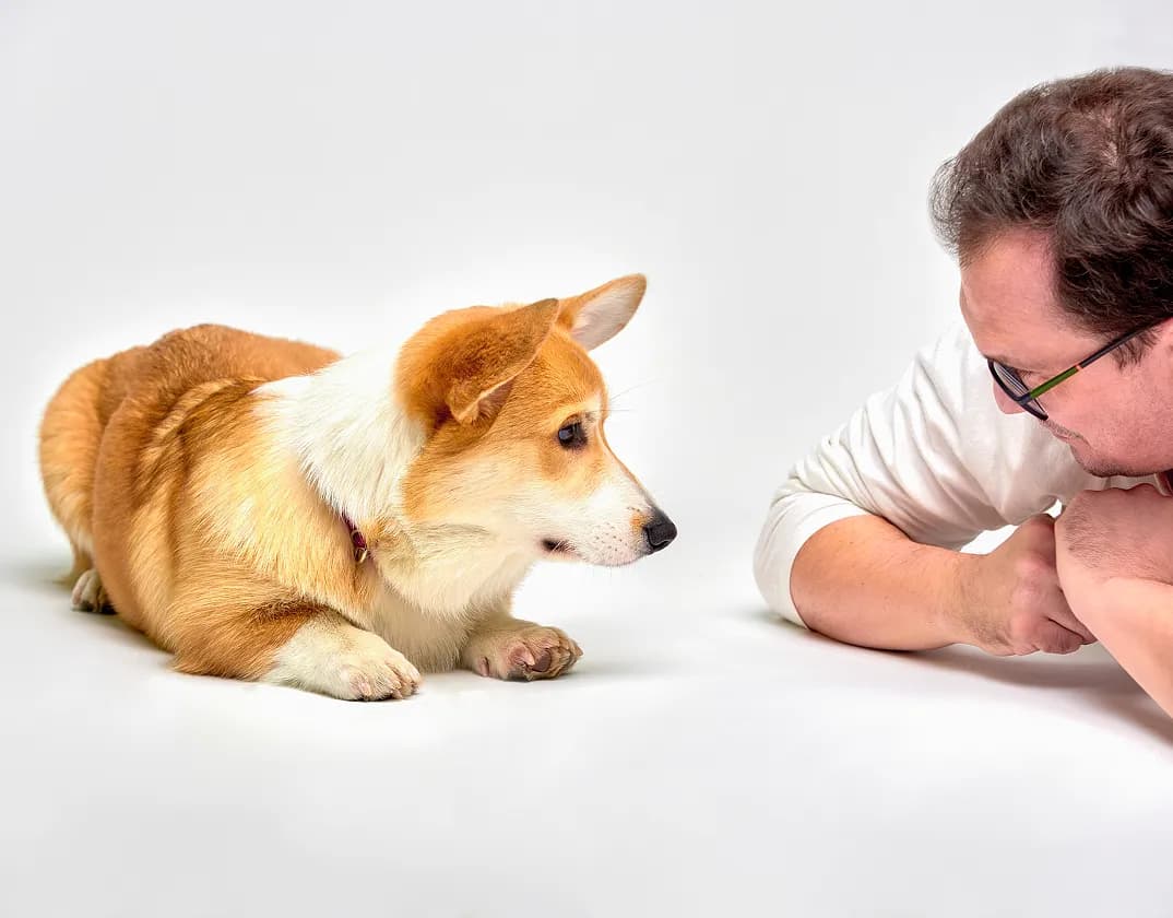 Dog excessive drinking — TelaVets online vet consultation