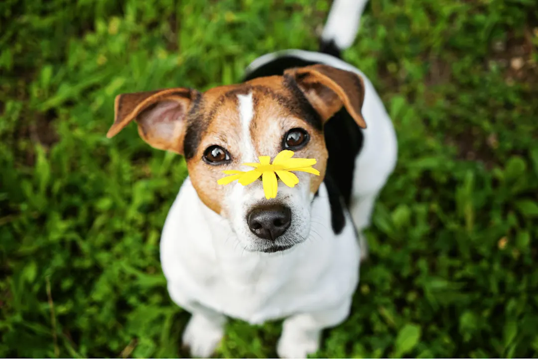 Dog with allergies; online allergy care and treatment with TelaVets