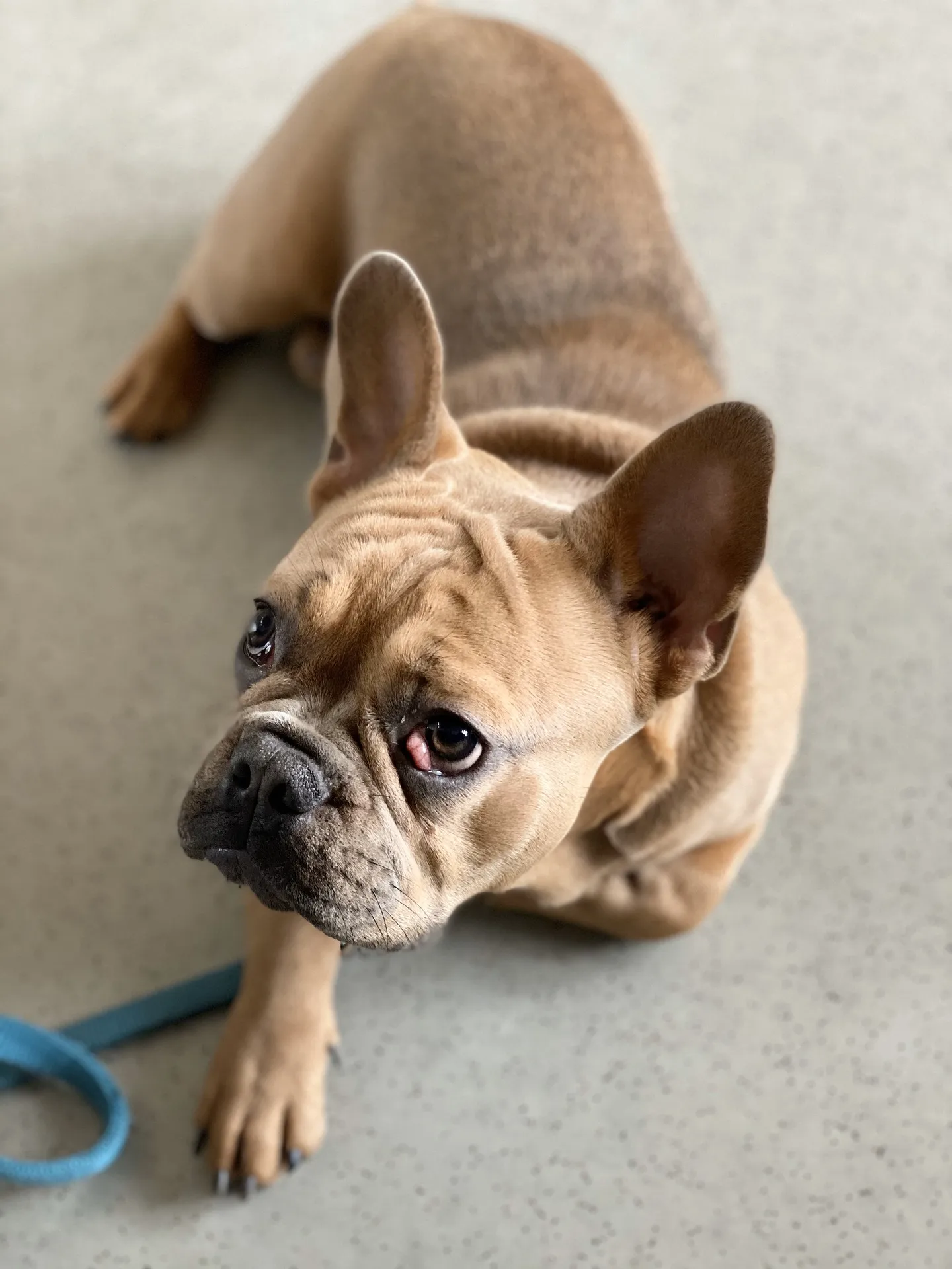 Dog eye discharge — TelaVets online vet consultation