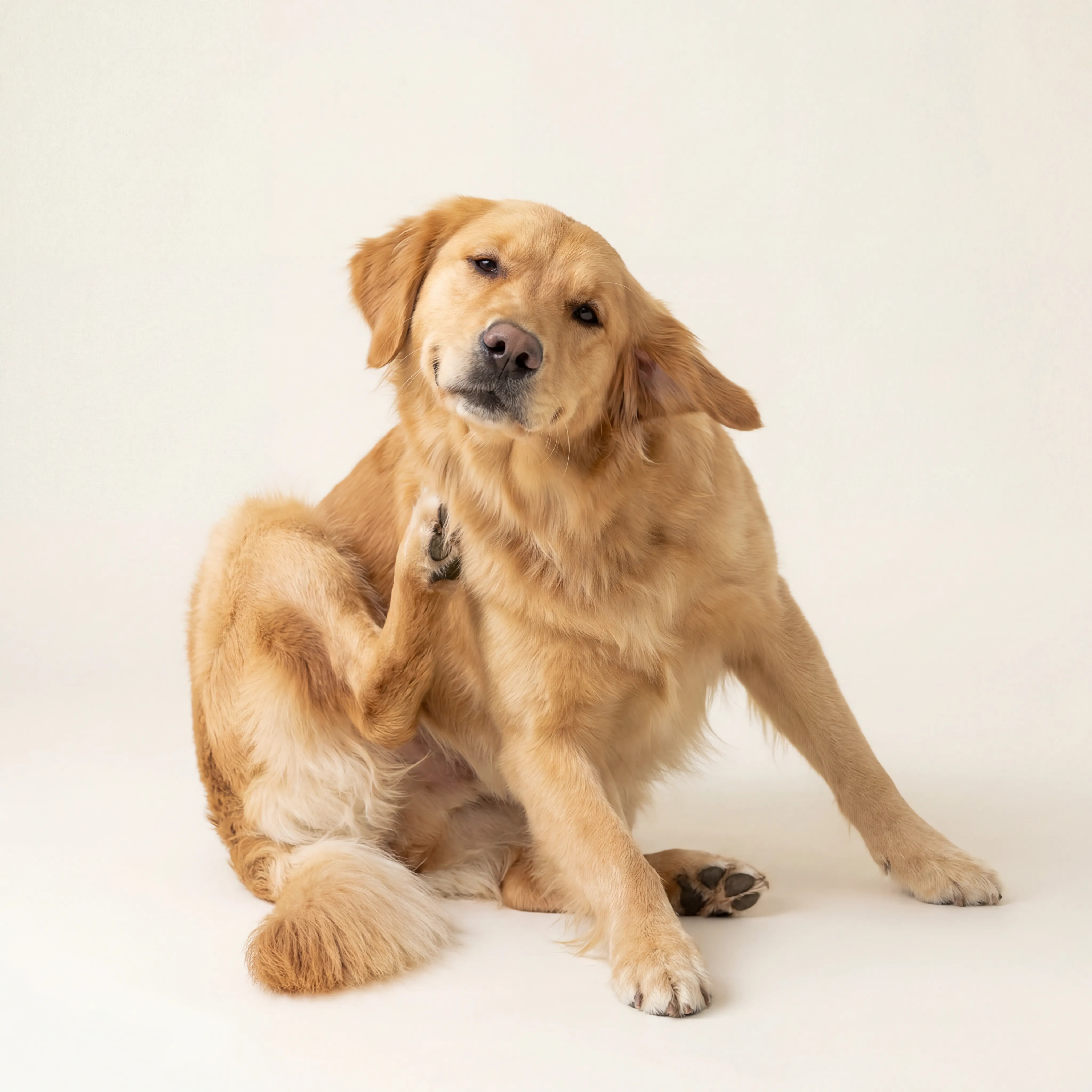 Dog scratching