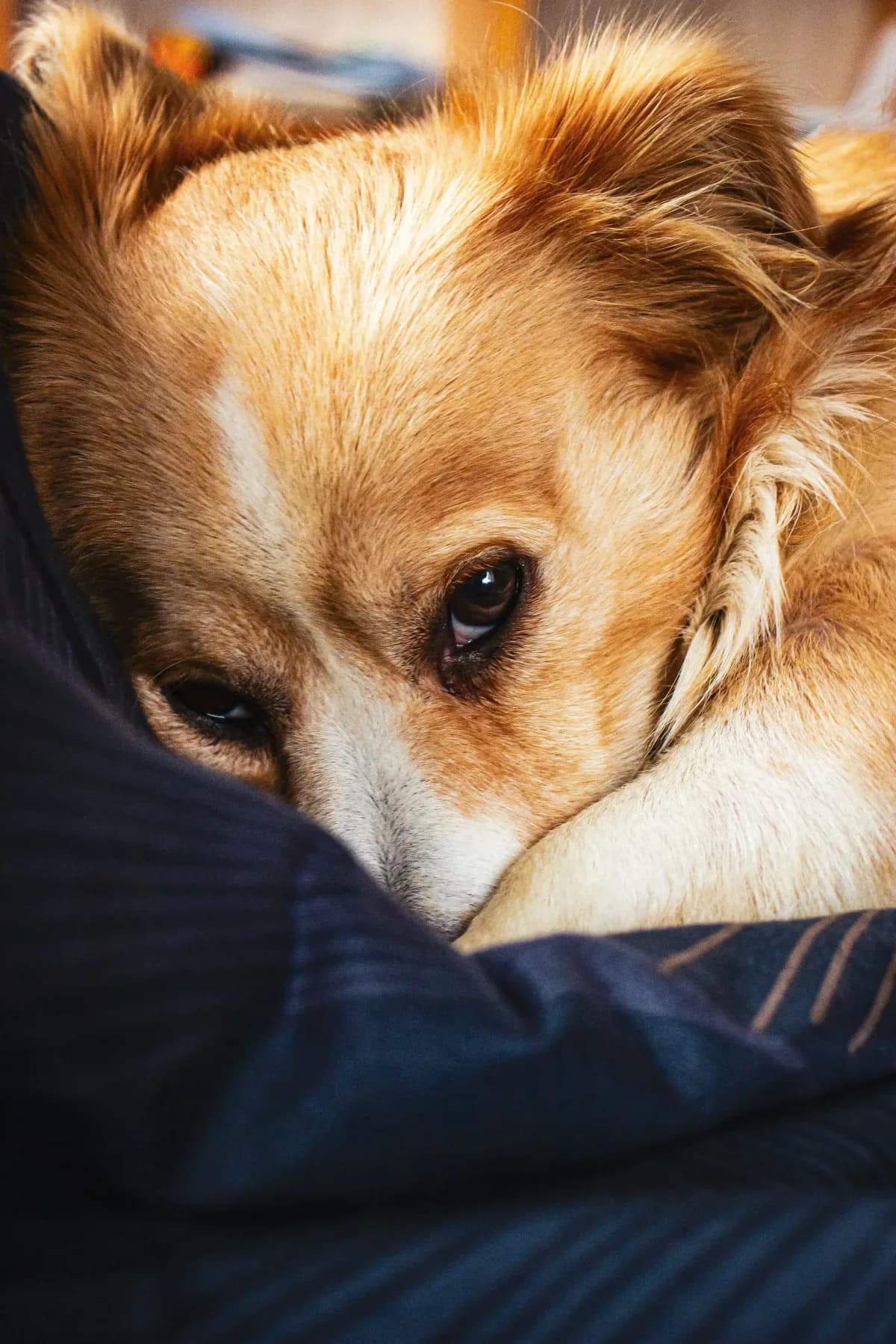 Dog head shaking — TelaVets online vet consultation