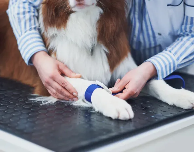 NexGard flea and tick chewable — TelaVets online vet