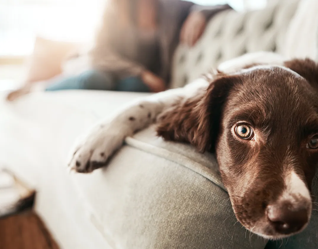 Dog hair loss — TelaVets online vet consultation