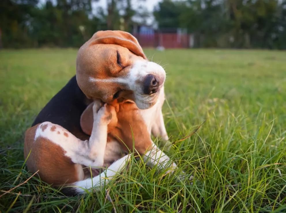 Dog being assessed for itchy skin during an online vet video consultation with TelaVets