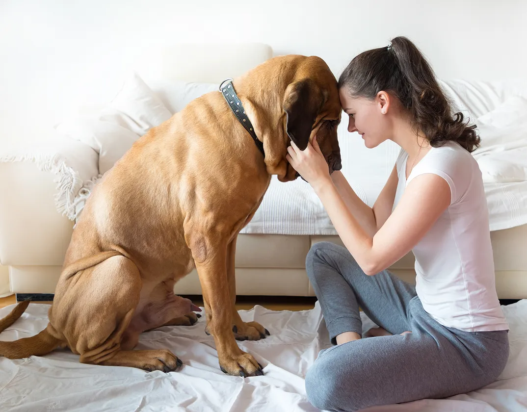 Dog looking calm during an online vet consult for anxiety