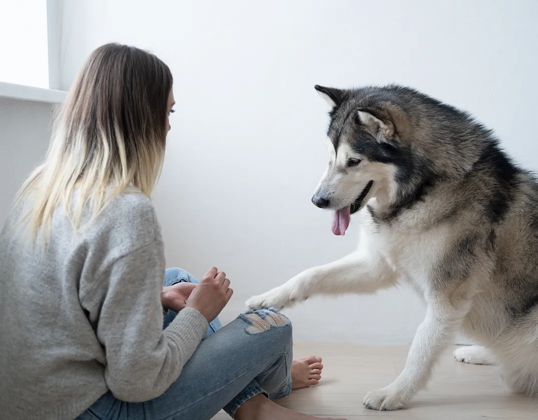 Pet resting comfortably; joint and arthritis care with TelaVets