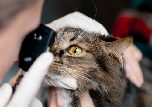 Cat with eye health issue