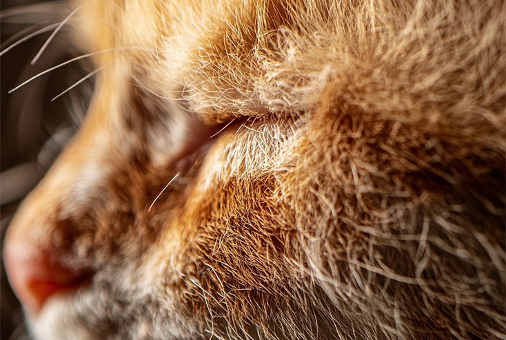 Cat with hair loss issues