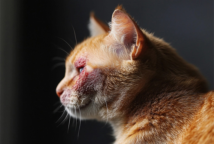 Cat with skin issues