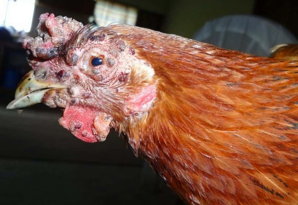 Chicken with fowl pox