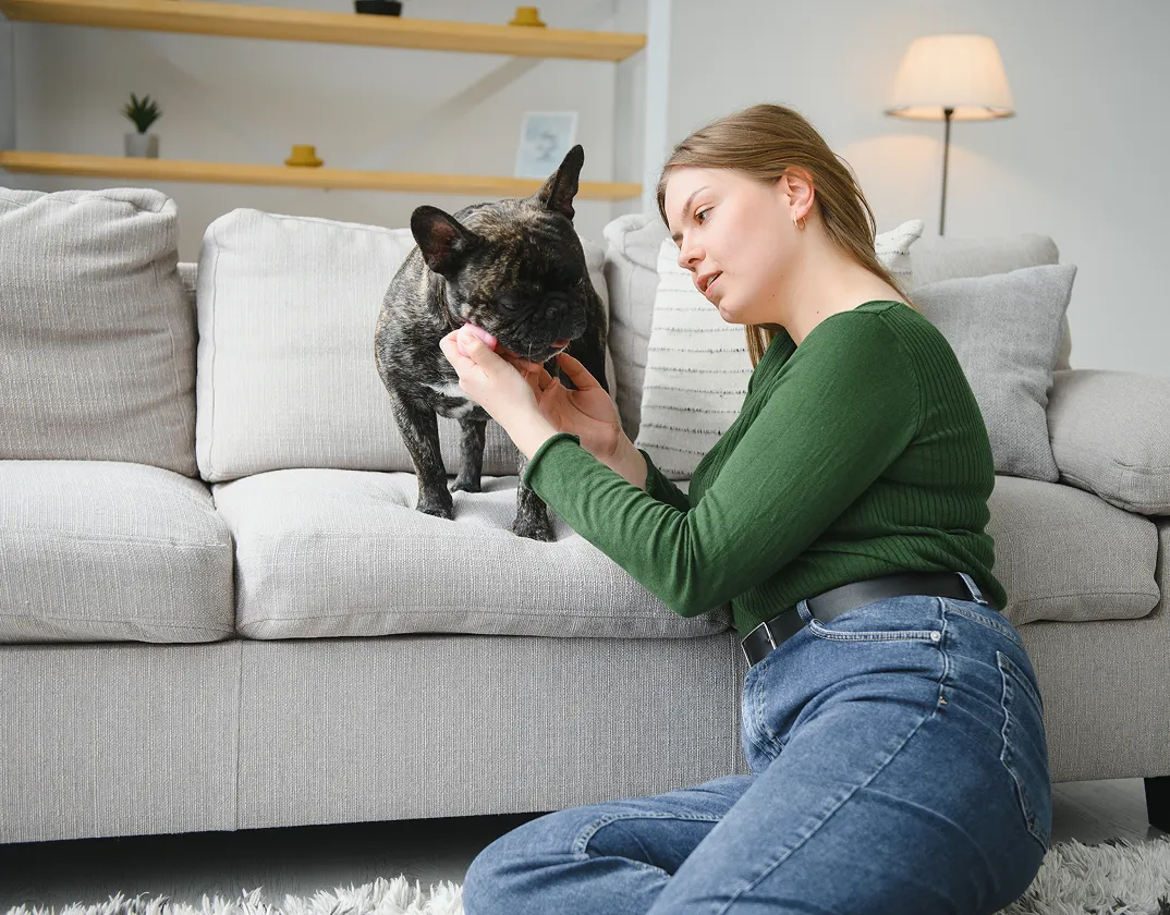 Digestive health support for pets via televet consultation