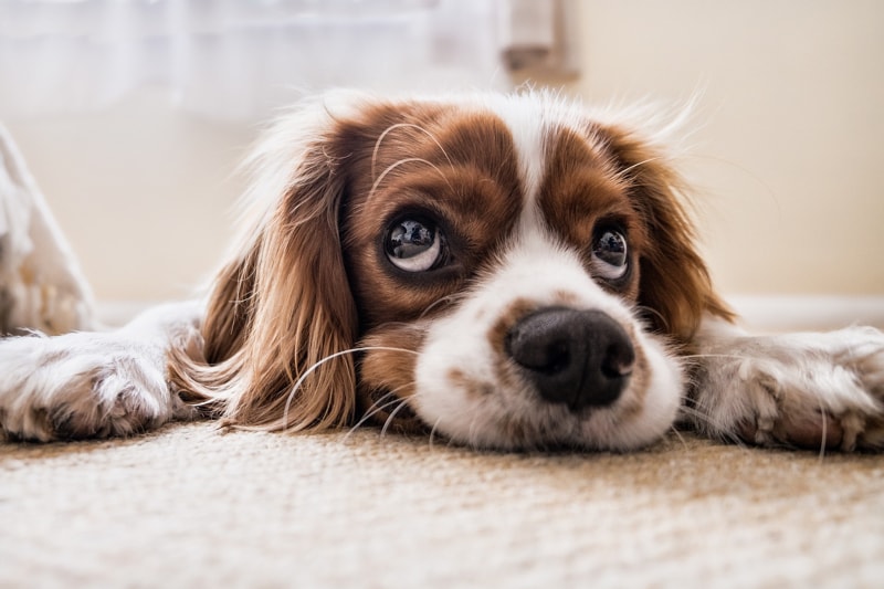 Dog with eye health issue