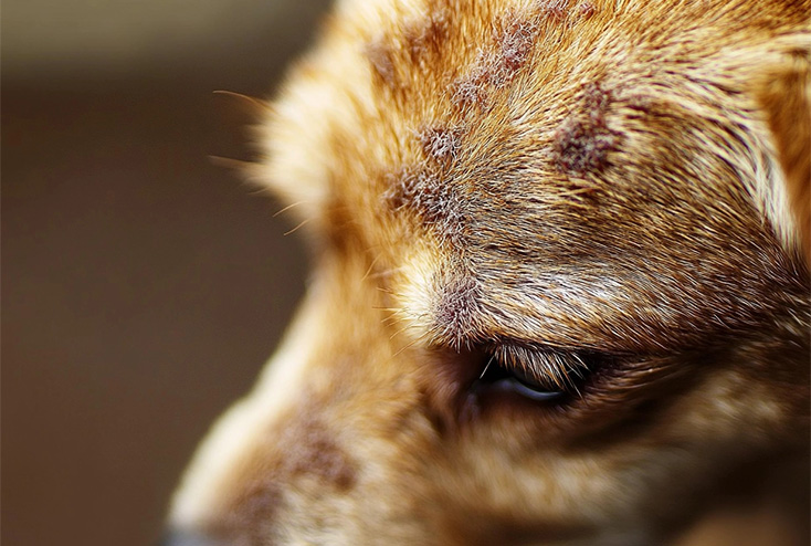 Dog with healthy coat