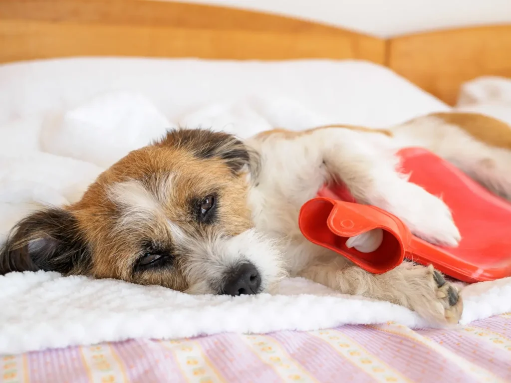 Dog with digestive health issue