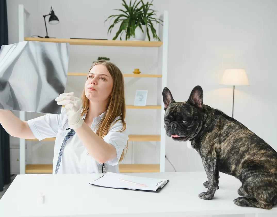 Cat or dog ear health examined through online veterinary care