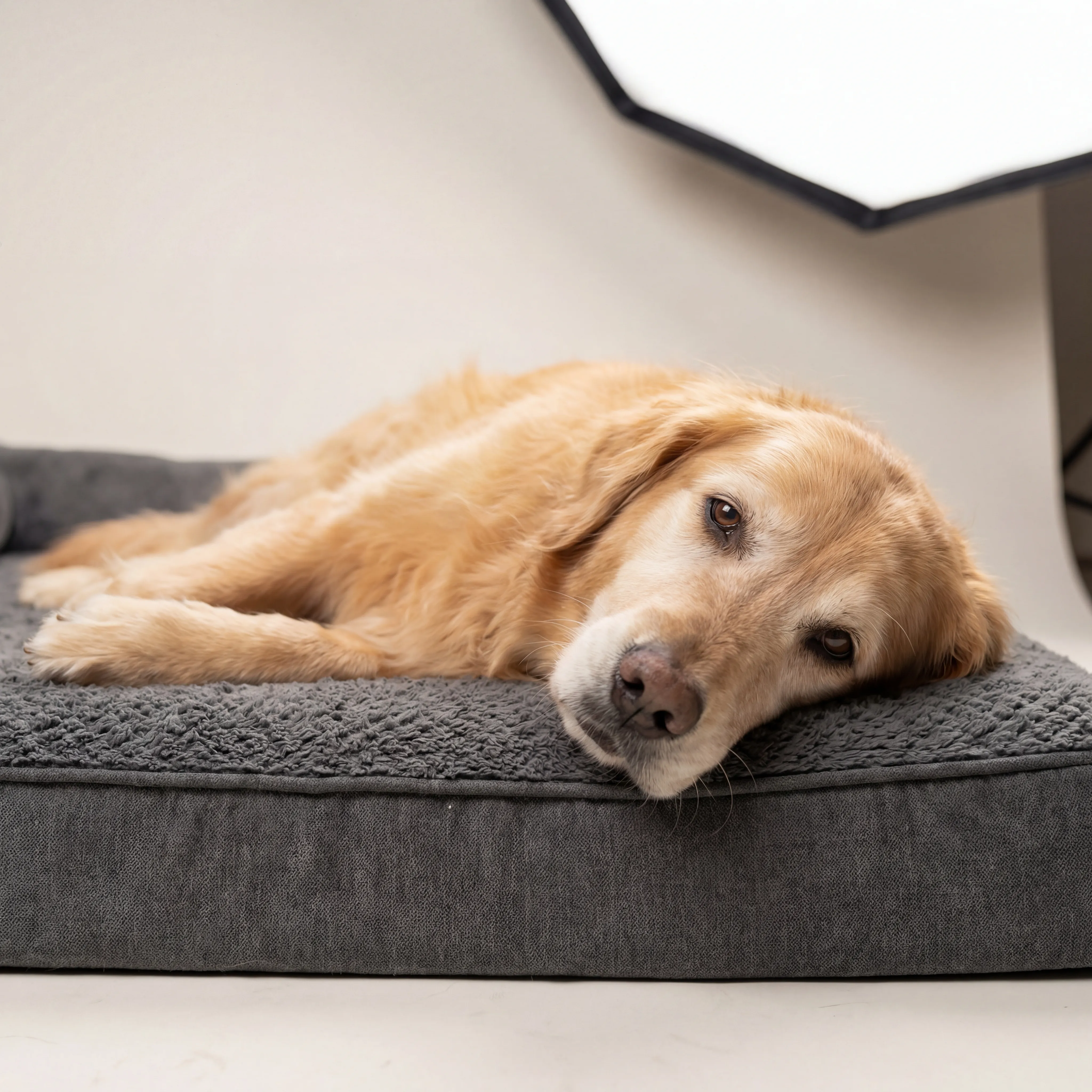 Pet owner in Parma, OH connecting with a TelaVets online veterinarian