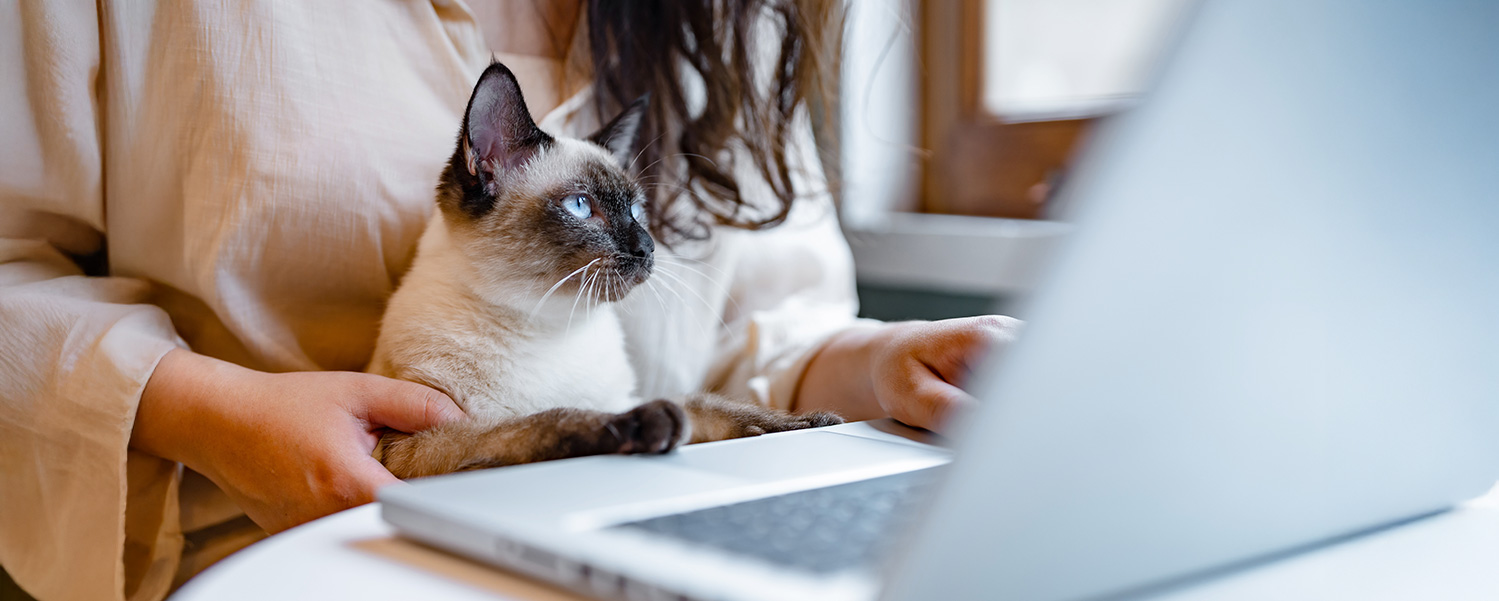 Video call with vet